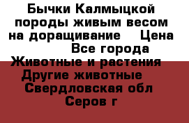Бычки Калмыцкой породы живым весом на доращивание. › Цена ­ 135 - Все города Животные и растения » Другие животные   . Свердловская обл.,Серов г.